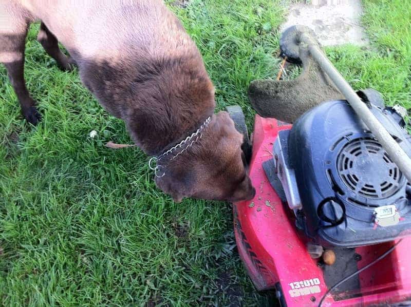 A dog sniffing a lawn mower