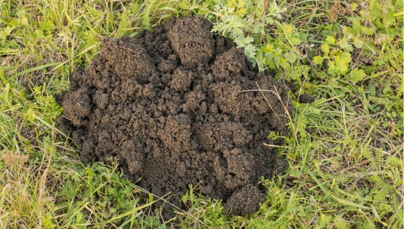 Why do I have ruts in my lawn, and what can I do about it?
