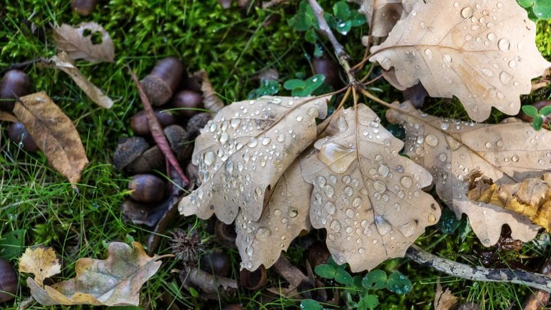 How to Pick Up Acorns from Your Lawn: Easy Methods