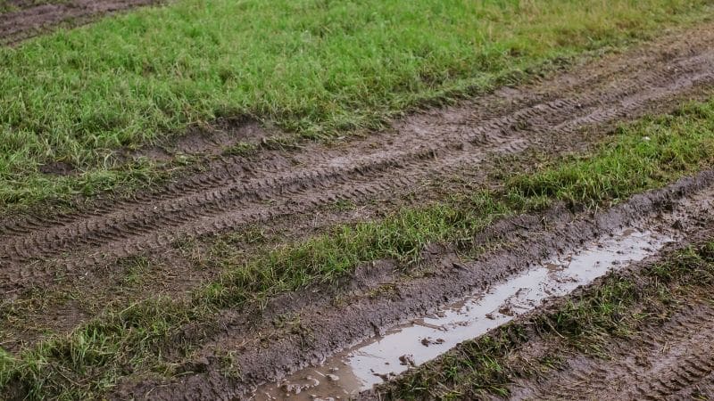 Why do I have ruts in my lawn, and what can I do about it?
