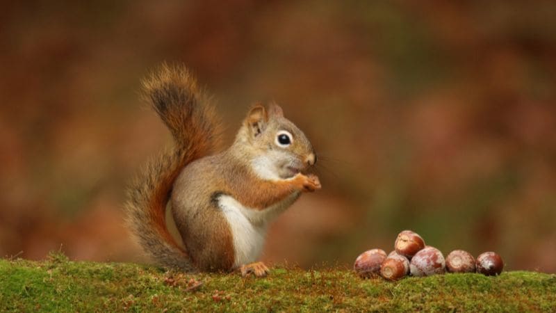 How to Pick Up Acorns from Your Lawn: Easy Methods