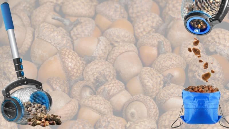 How to Pick Up Acorns from Your Lawn: Easy Methods