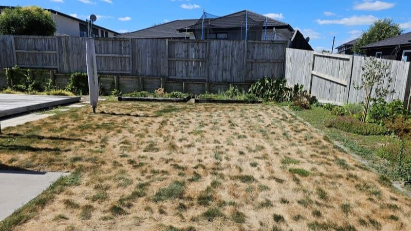 Brown lawn photo taken on the job