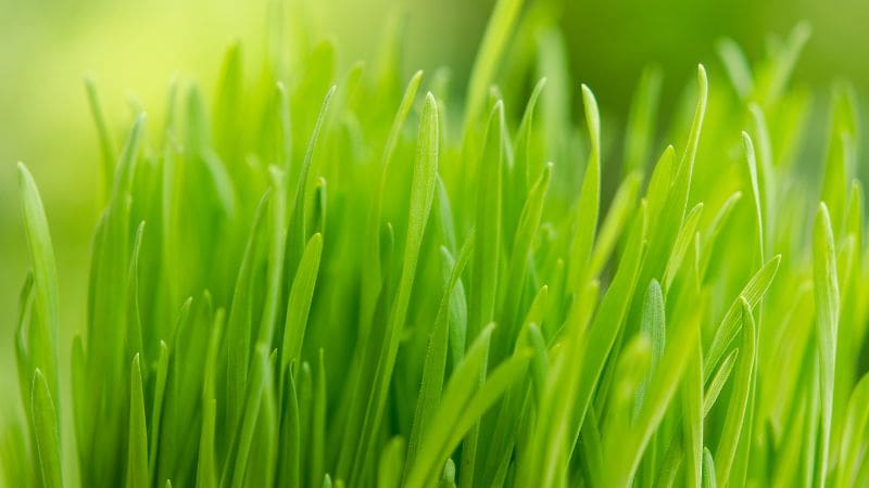 Healthy Grass