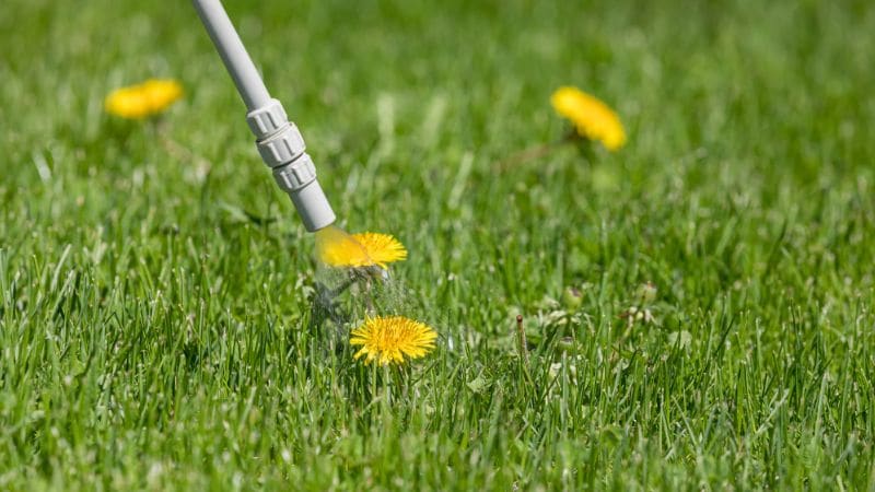 Spot weed control on dandelions.