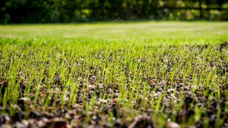New lawn grass seed