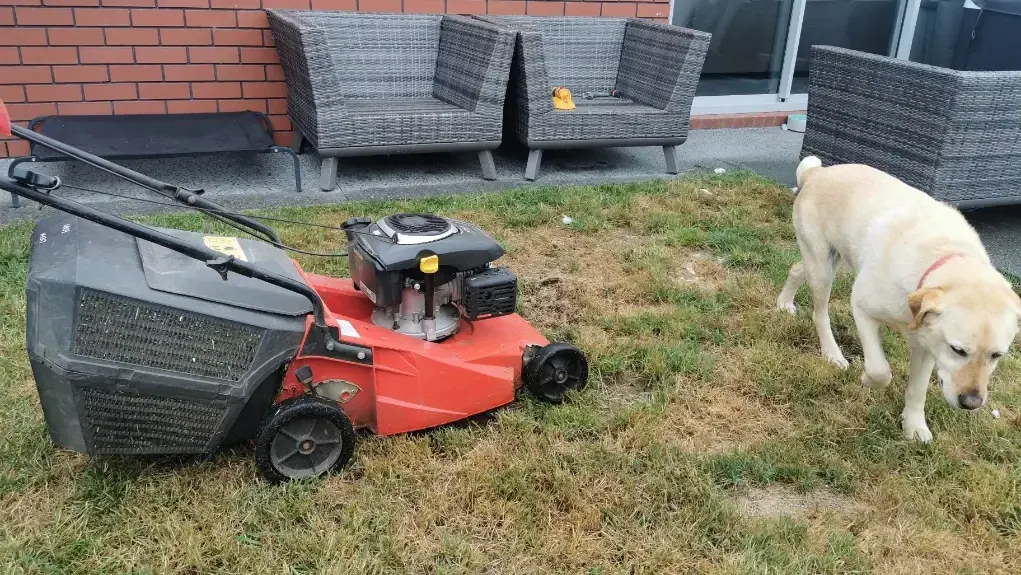 A dog and a lawn mower (1)