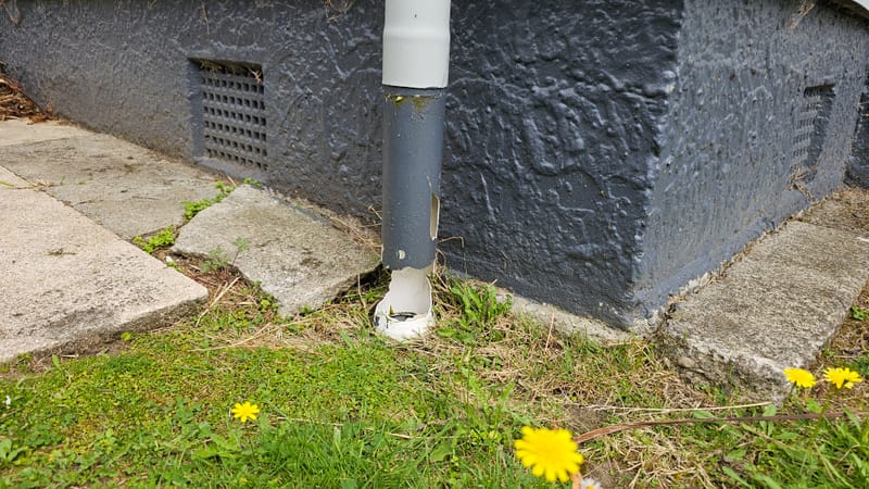 A flowering weed at the edge of a lawn