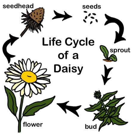 lifecycledaisy rgb