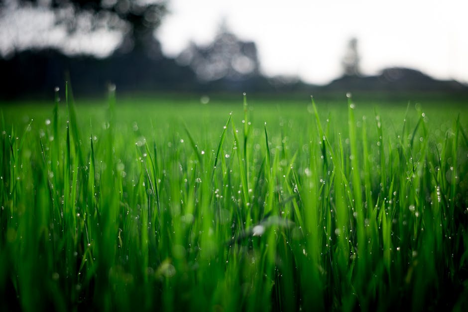 A wet winter lawn