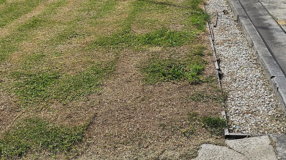 Patchy lawn along a gravel edge