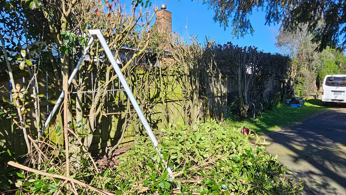 Overgrown garden and hedge with a ladder set up for the trim
