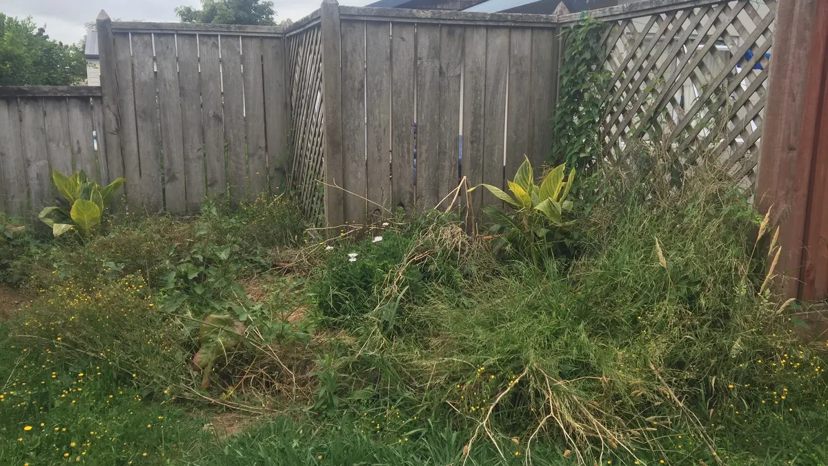 Overgrown back lawn with long grass along the fence