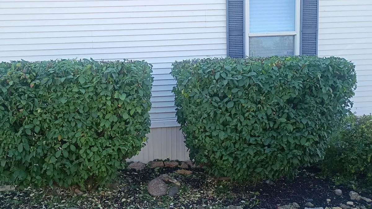 Two freshly trimmed square shrubs against white vinyl siding under a window with blue shutters, clippings on the garden bed