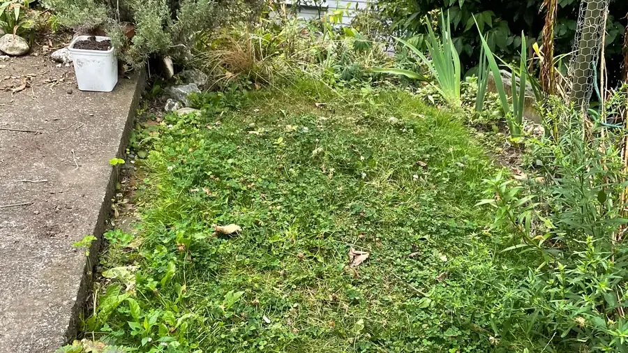 An overgrown patch of lawn full of clover and weeds beside a concrete path and untidy garden beds
