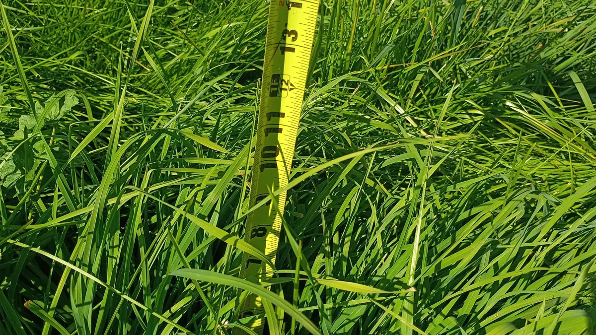A yellow tape measure standing in overgrown grass about 14 inches tall