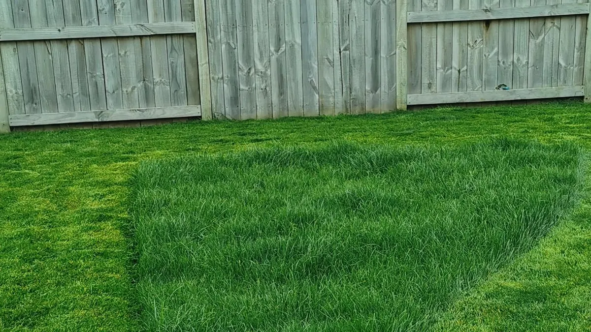 A backyard lawn part way through a mow, with a block of thick long grass left standing beside the freshly cut grass and a grey paling fence behind