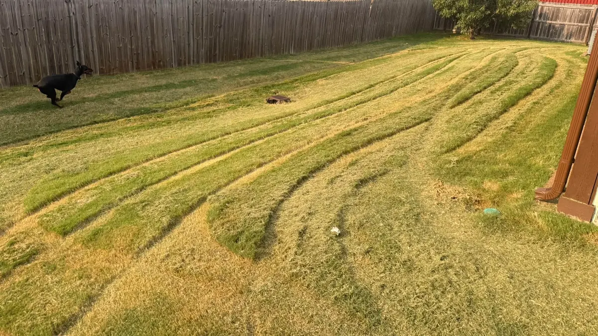 A fenced backyard with patchy, uneven mowing lines, long green strips left between pale scalped strips, and a dog running across it