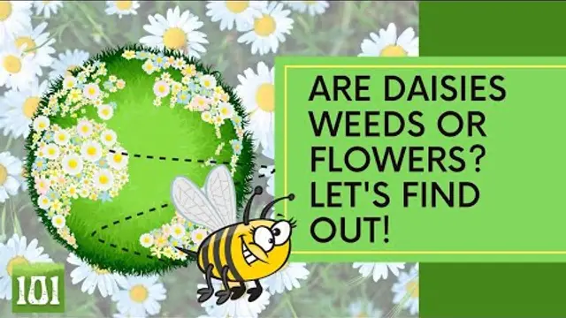 Are Daisies Weeds or Flowers?