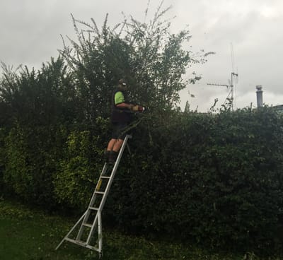Hedge work up a ladder, where accidents happen