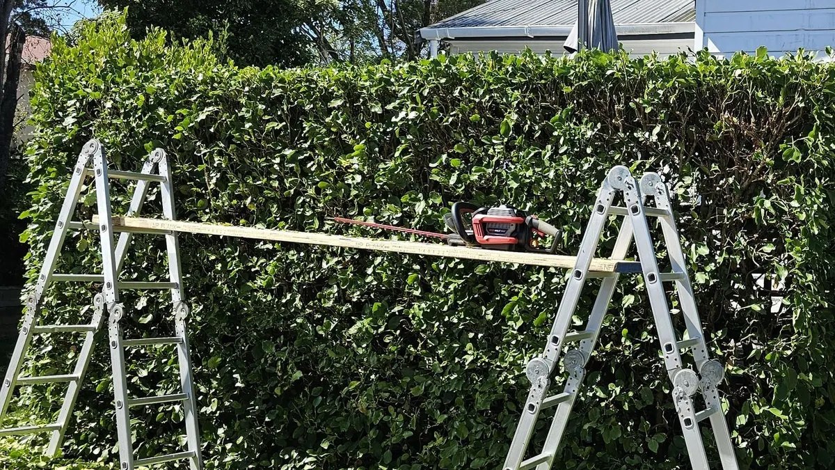 A battery hedge trimmer resting on a plank between two ladders in front of a tall, freshly trimmed hedge