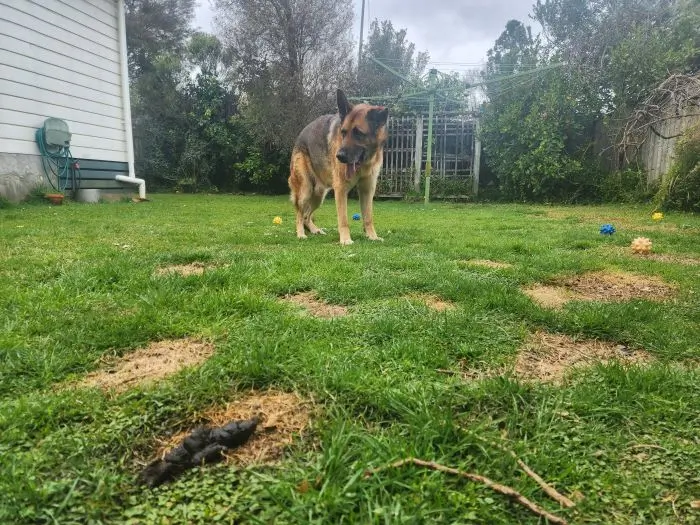 My dog and his poop filled lawn
