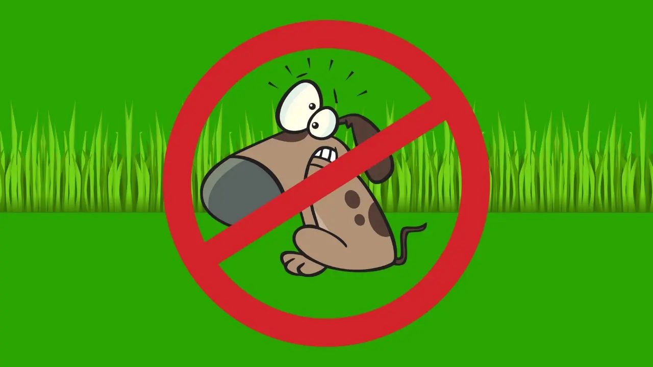 Is Dog Poop Good For A Lawn?