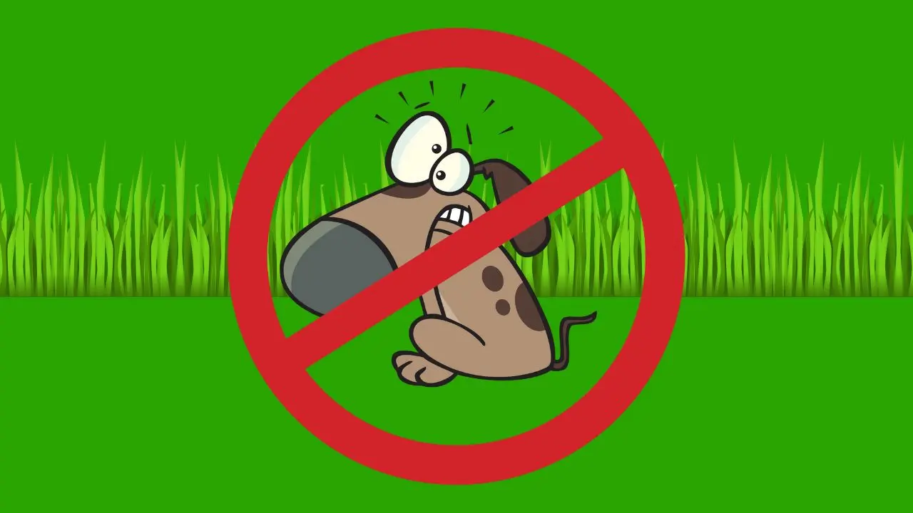 Is Dog Poop Good For a Lawn