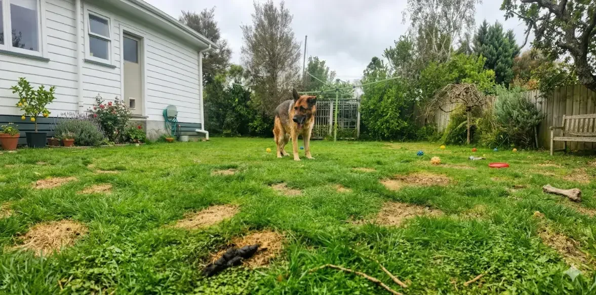 My dog on our lawn with dog poo and yellow spots