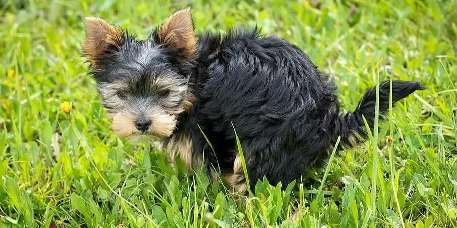 A puppy having a pee
