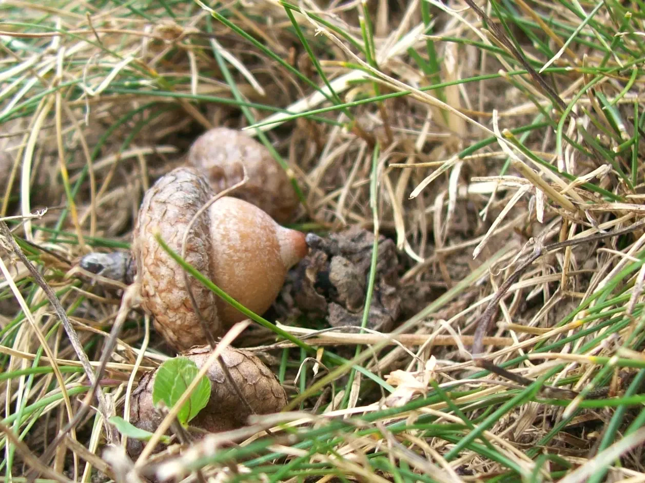 Acorns on a lawn