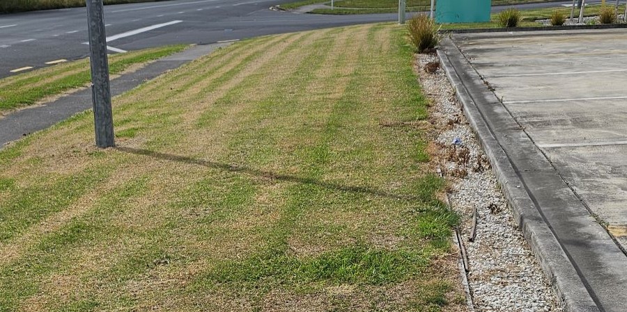A scalped lawn