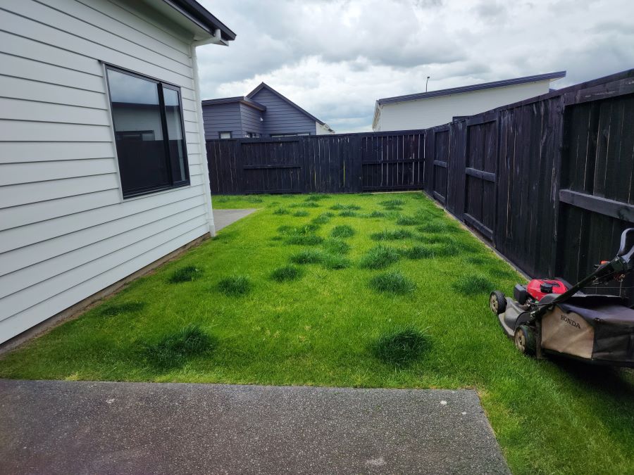 A badly overseeded lawn