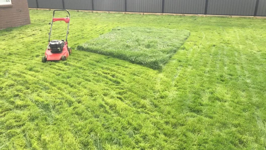 A lawn with new grass that has been left too long