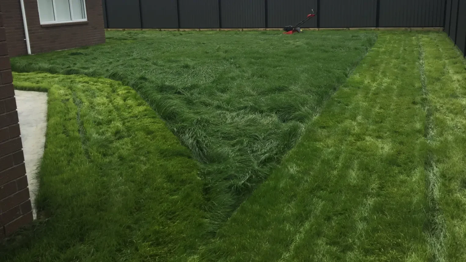 Long grass on a lawn