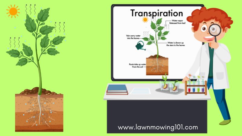 A image with a visual explanation of how transpiration works
