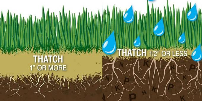 diagram of how thatch affects a lawn 