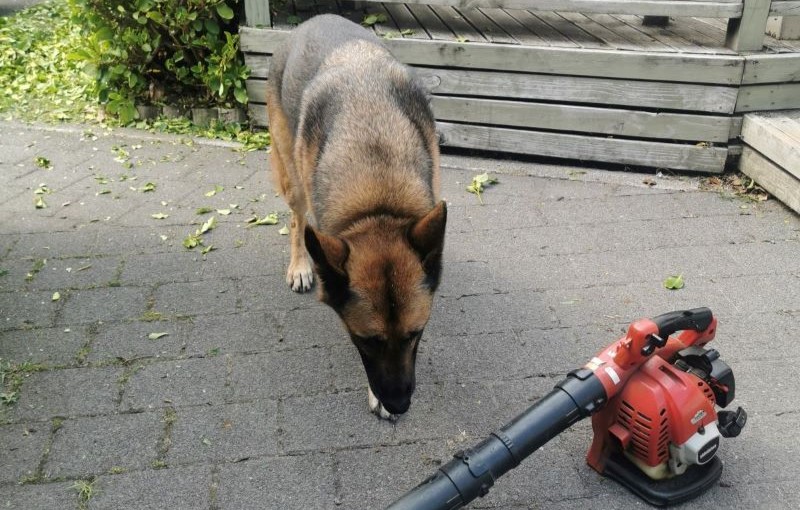 A dog and a blower