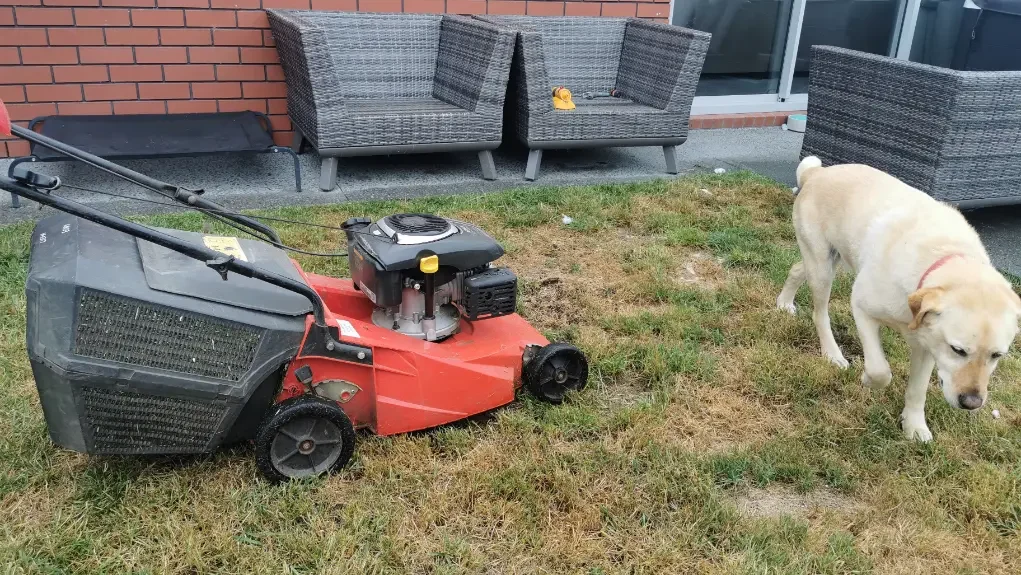 A dog and a lawn mower (1)