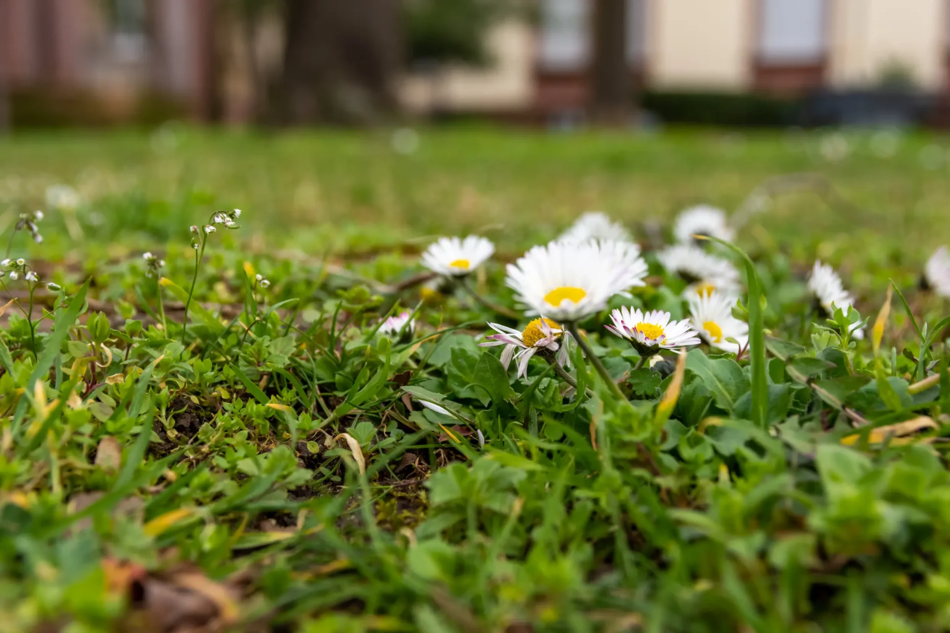 Daisies in a garden