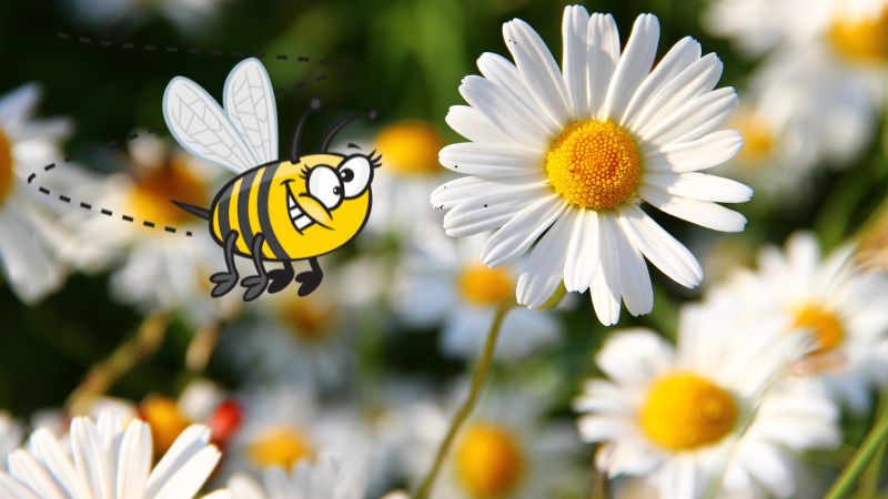 Daisies and a bees