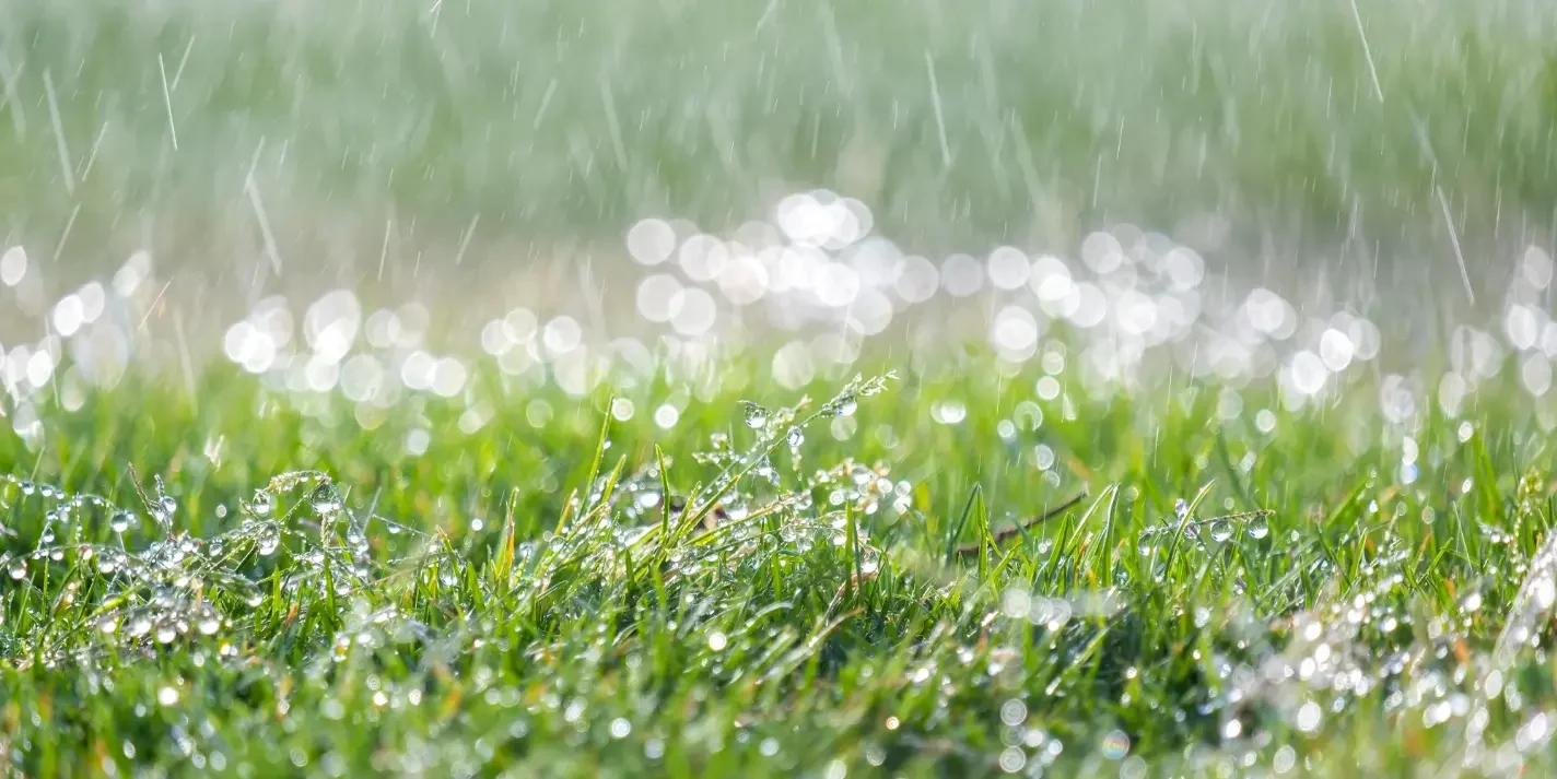 Rain on a lawn
