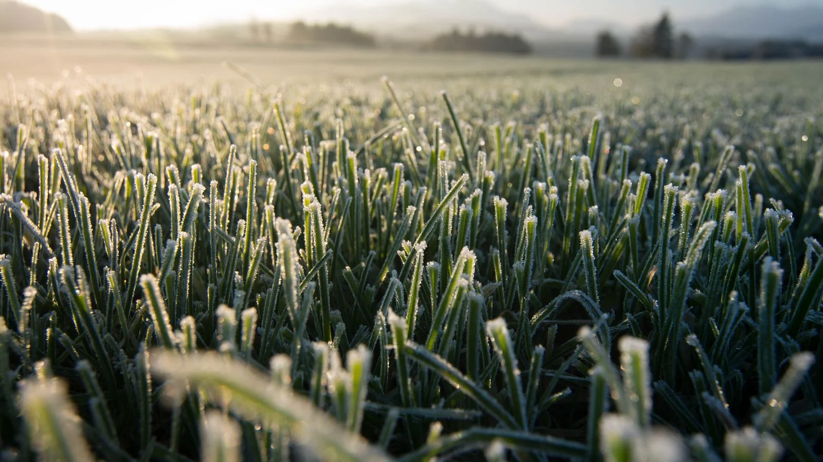 Frost on a dormant lawn at sunrise, the start of the lawn care off season