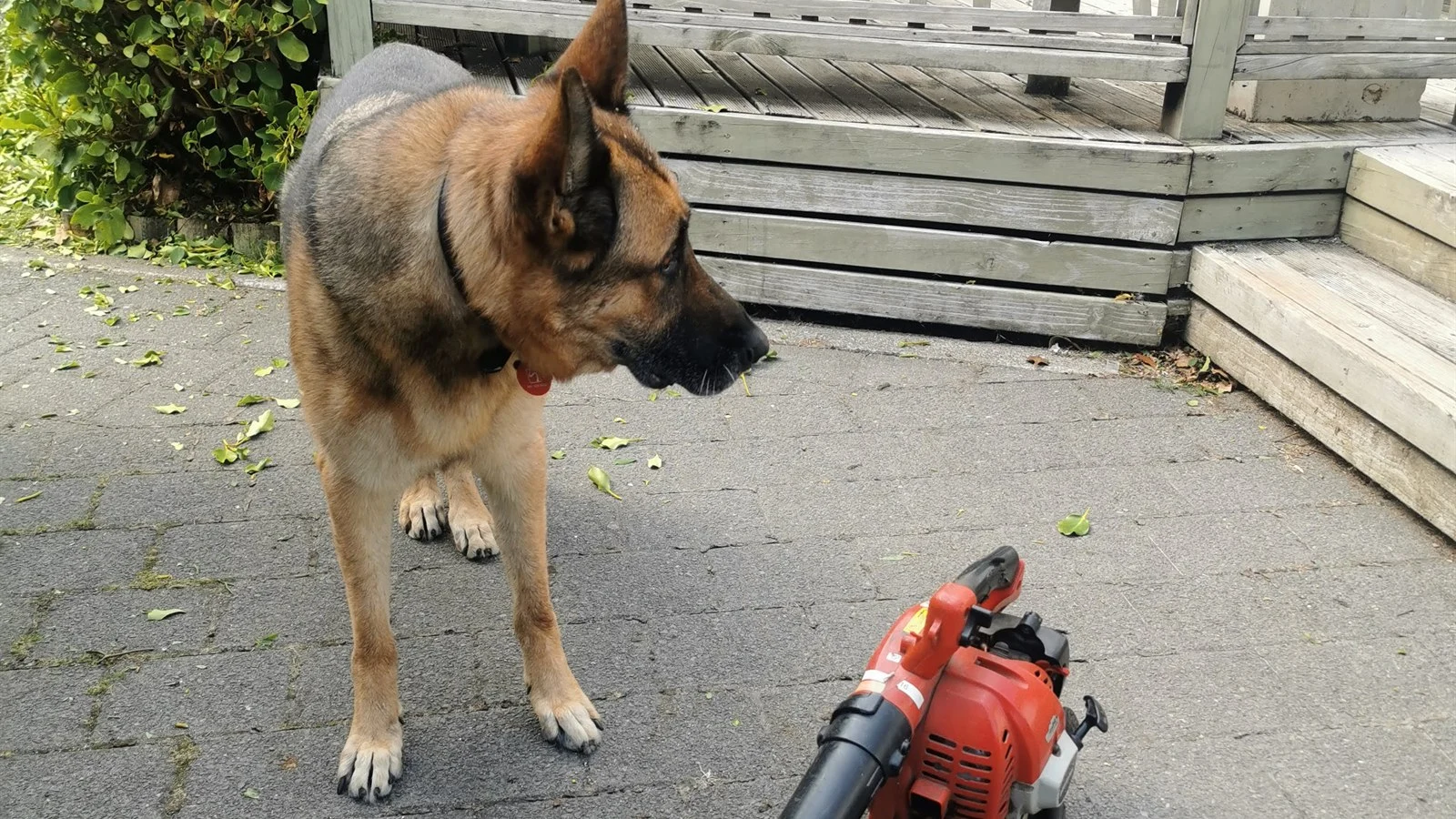 German Shepherd on a customer driveway sniffing a leaf blower, the customer who gets the night-before reminder text