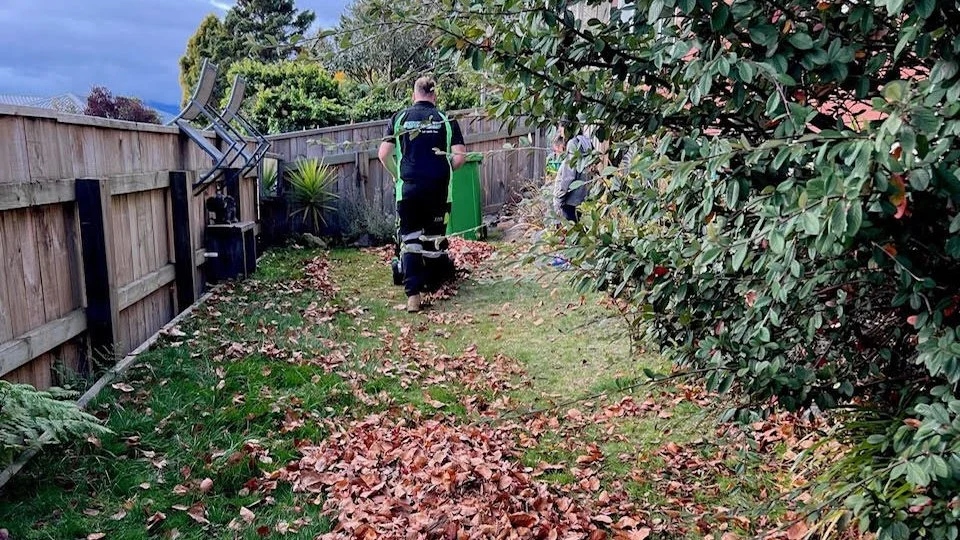 Lawn care worker clearing a carpet of autumn leaves from a back lawn with a collector